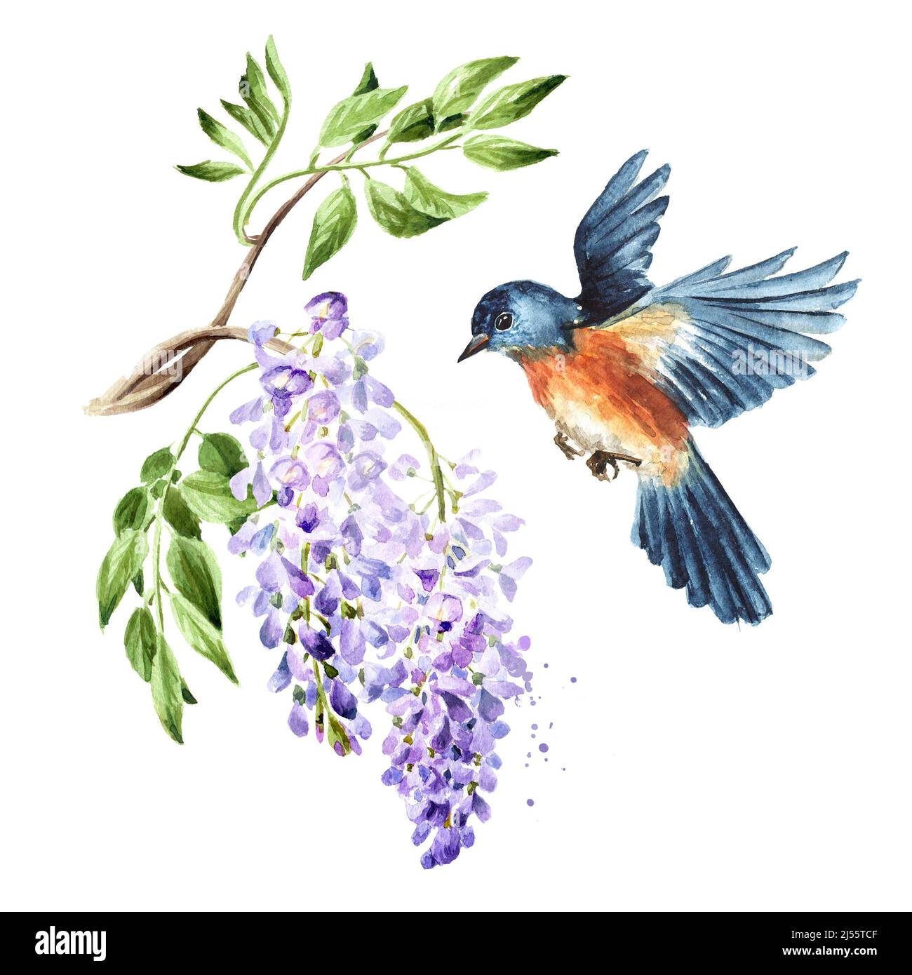 Bird sitting on a flowering wisteria branch. Spring concept. Hand drawn watercolor illustration isolated on white background Stock Photo
