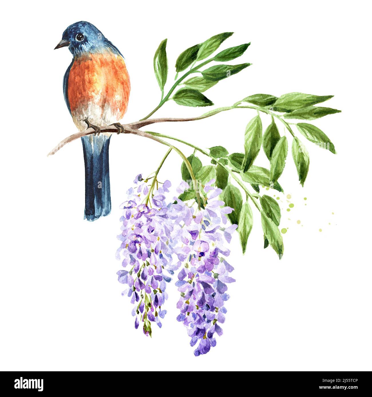 Bird sitting on a flowering wisteria branch. Spring concept.. Hand drawn watercolor illustration isolated on white background Stock Photo