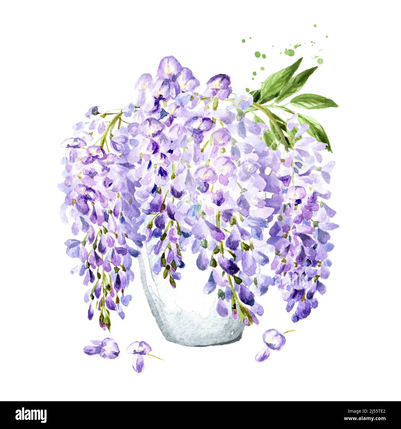 Fresh picked Purple pink blue wisteria flower  blossom bouquet in a vase. Hand drawn watercolor illustration, isolated on white background Stock Photo