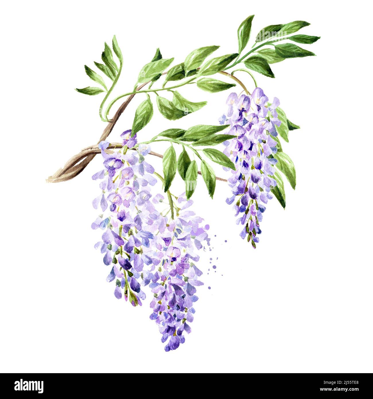 Purple pink blue wisteria flower  blossom branch. Hand drawn watercolor  illustration isolated on white background Stock Photo