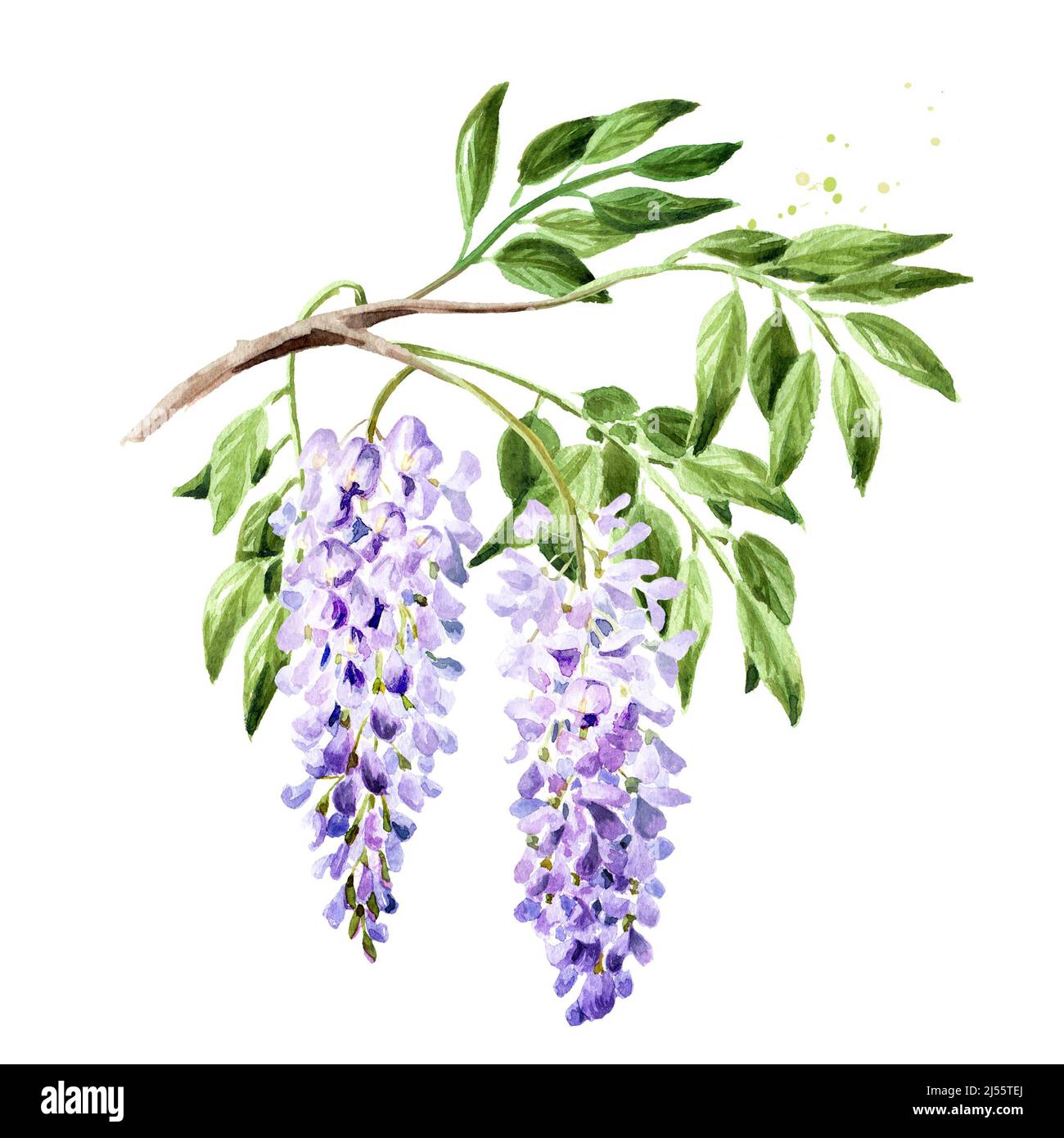 Purple pink blue wisteria flower  blossom branch. Hand drawn watercolor illustration isolated on white background Stock Photo