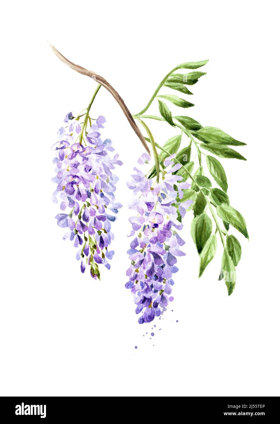 Purple pink blue wisteria flower  blossom branch. Hand drawn watercolor illustration, isolated on white background Stock Photo