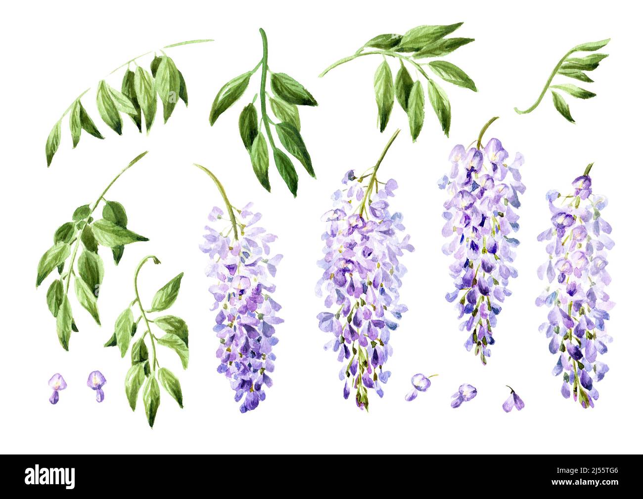 Purple pink blue wisteria flower blossom set. Hand drawn watercolor illustration, isolated on white background Stock Photo