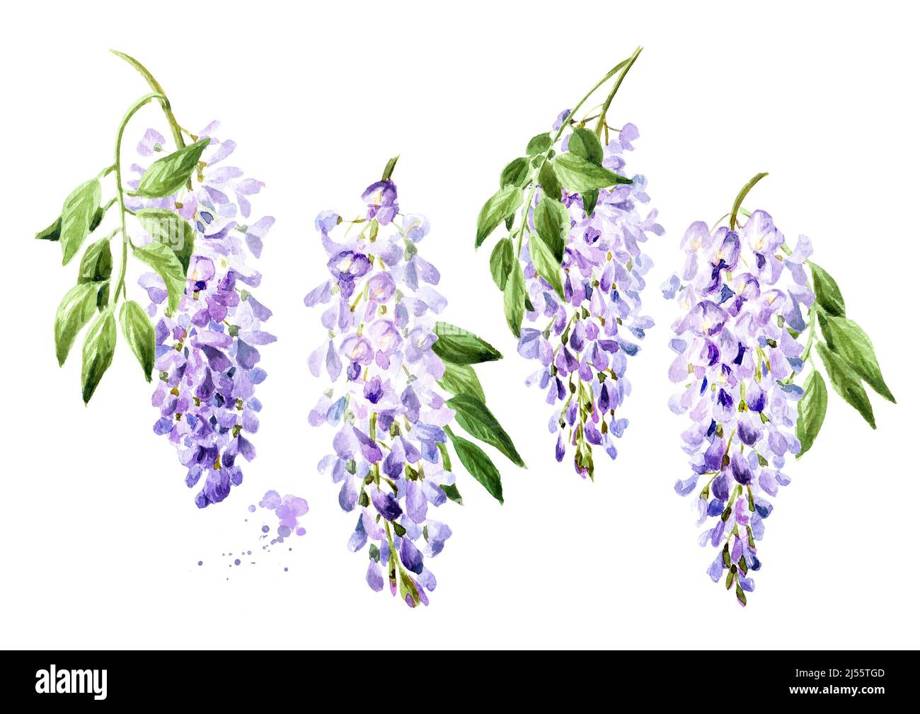 Purple pink blue wisteria flower branch blossom set. Hand drawn watercolor illustration, isolated on white background Stock Photo