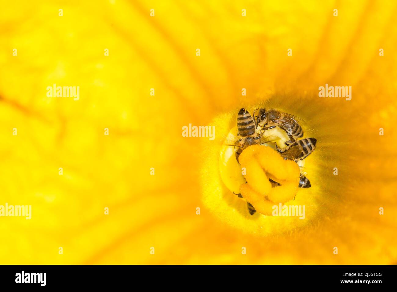 Western honey bee or European honey bee (Apis mellifera), the most