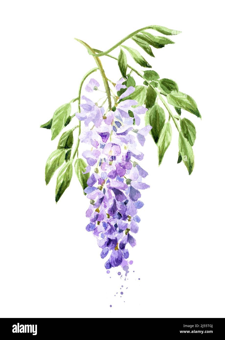 Purple pink blue wisteria flower branch blossom. Hand drawn watercolor illustration, isolated on white background Stock Photo