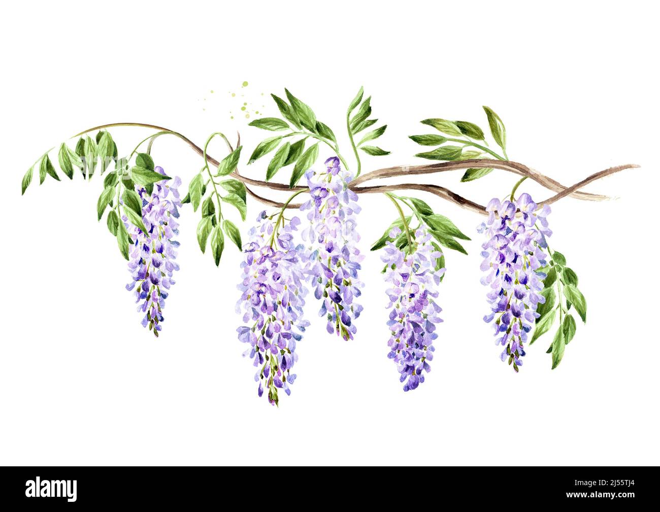 Wisteria  flower  blossom branch. Hand drawn watercolor  illustration isolated on white background Stock Photo