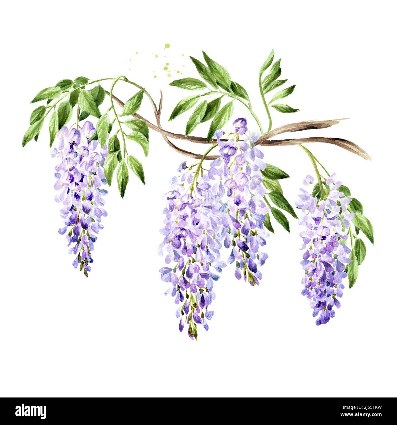 Wisteria flower  blossom branch. Hand drawn watercolor  illustration isolated on white background Stock Photo