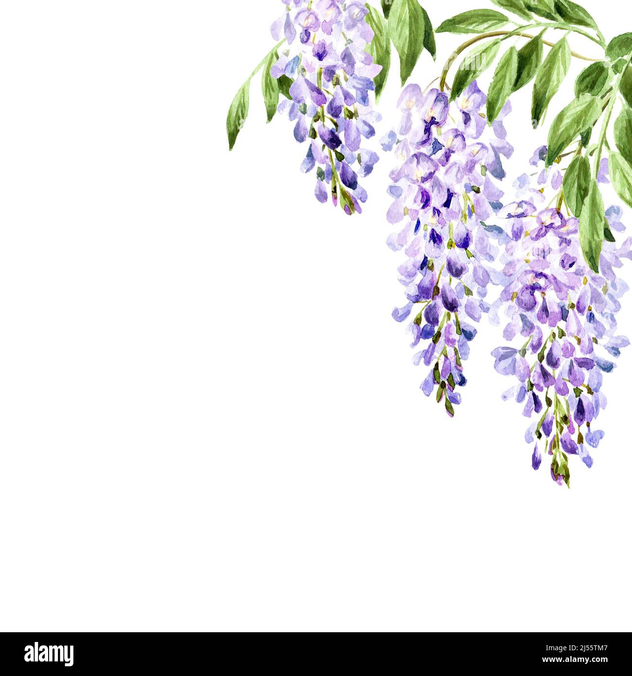 Wisteria flower border,   card.  Hand drawn watercolor  illustration isolated on white background Stock Photo