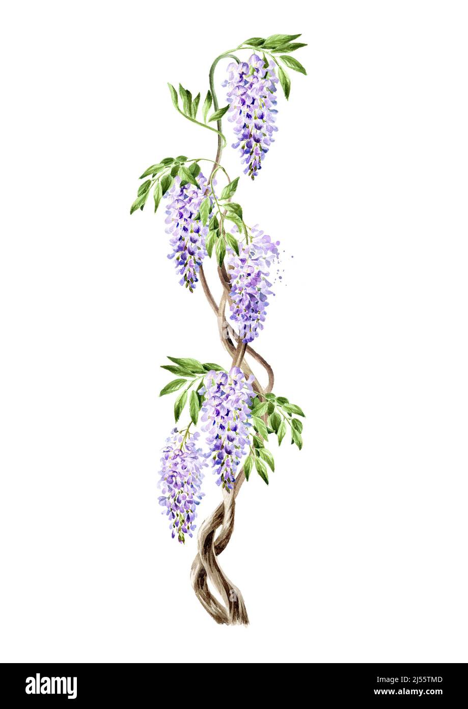 Wisteria flower border, card.  Hand drawn watercolor  illustration isolated on white background Stock Photo