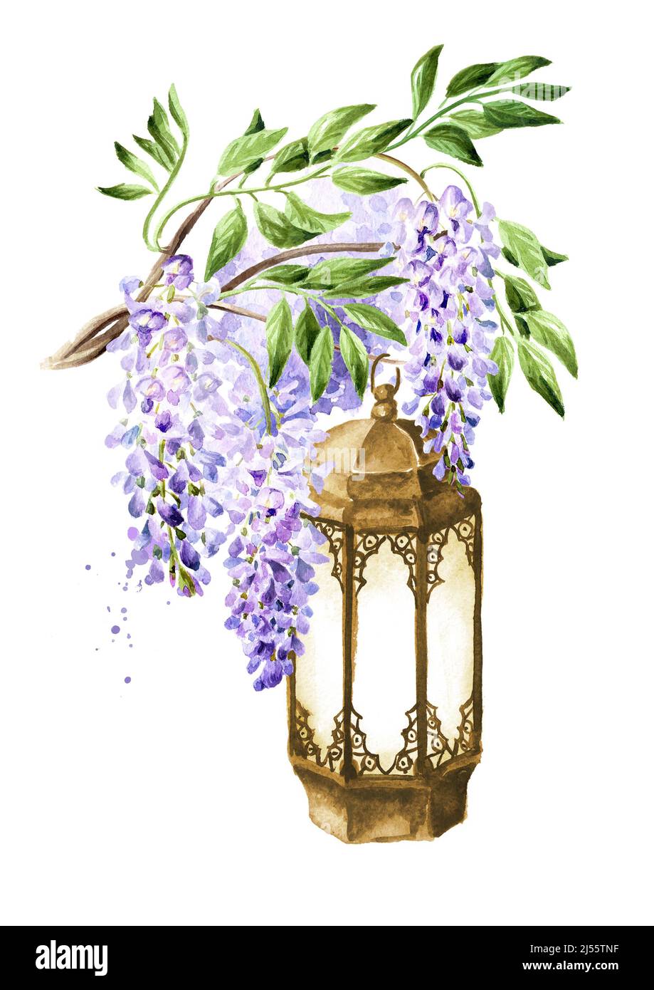 Wisteria flower branch and old lantern.  Hand drawn watercolor  illustration isolated on white background Stock Photo