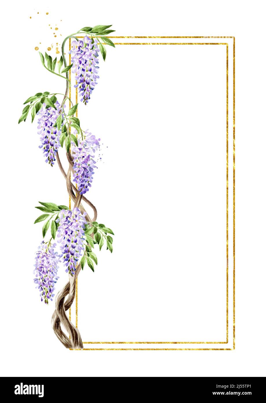 Wisteria flower card,  Hand drawn watercolor  illustration, isolated on white background Stock Photo
