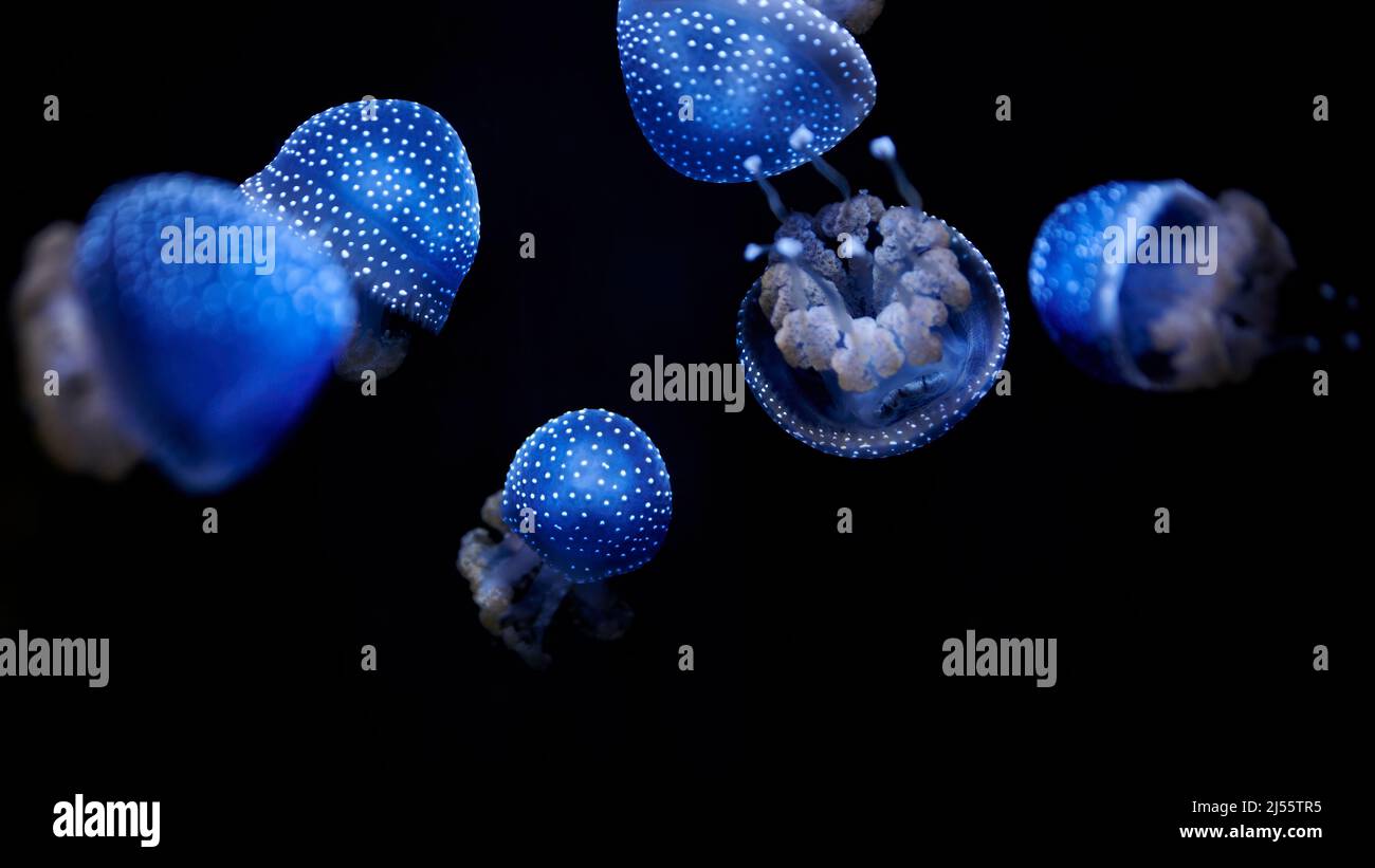 Australian Spotted Jellyfish, Phyllorhiza punctata, illuminated in blue swimming in the water on a black background Stock Photo