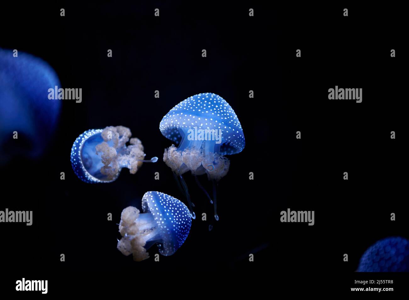 Australian Spotted Jellyfish, Phyllorhiza punctata, illuminated in blue swimming in the water on a black background Stock Photo