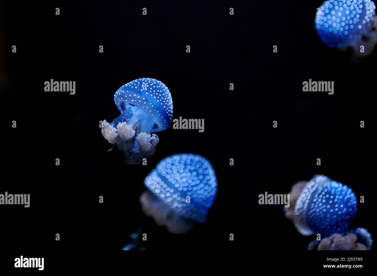 Australian Spotted Jellyfish, Phyllorhiza punctata, illuminated in blue swimming in the water on a black background Stock Photo