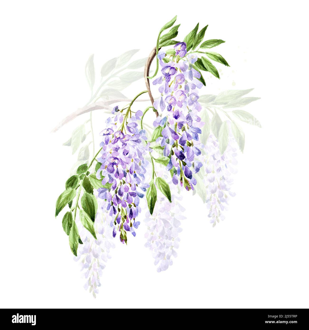 Wisteria flower, save the date card element. Hand drawn watercolor  illustration isolated on white background Stock Photo