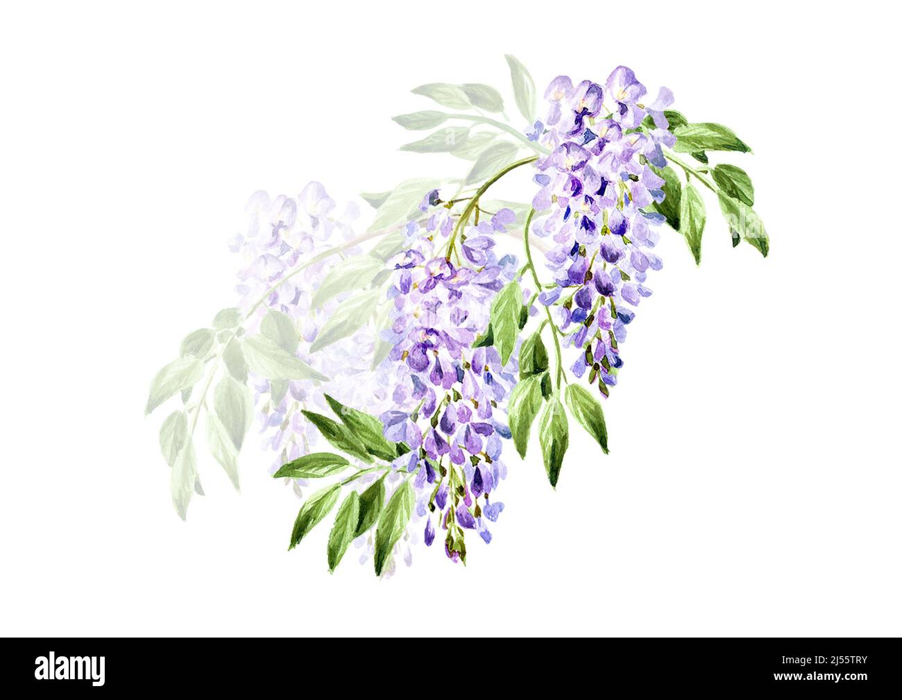 Wisteria flower, save the date card element. Hand drawn watercolor,  illustration isolated on white background Stock Photo