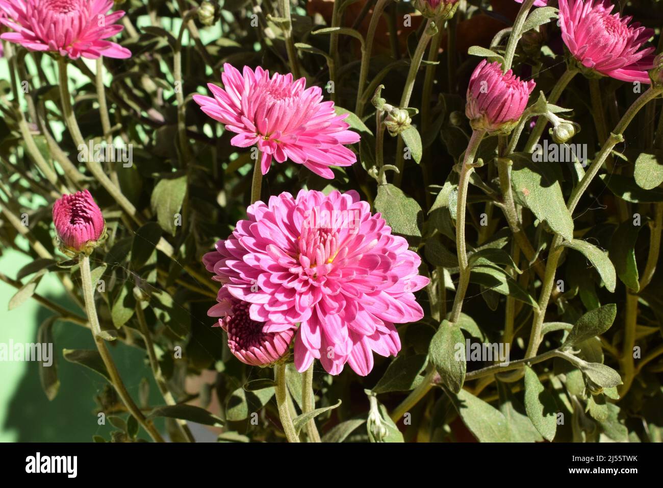Chrysanthemum flowers close up. Pink Chrysanthemums. Floral background of autumn purple chrysanthemums. Stock Photo
