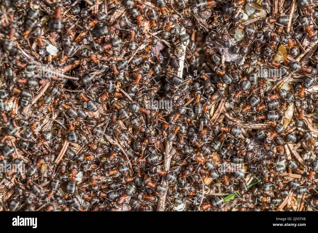 Wood ant belonging to the genus Formica, it is either F. lugubris or F. paralugubris Stock Photo