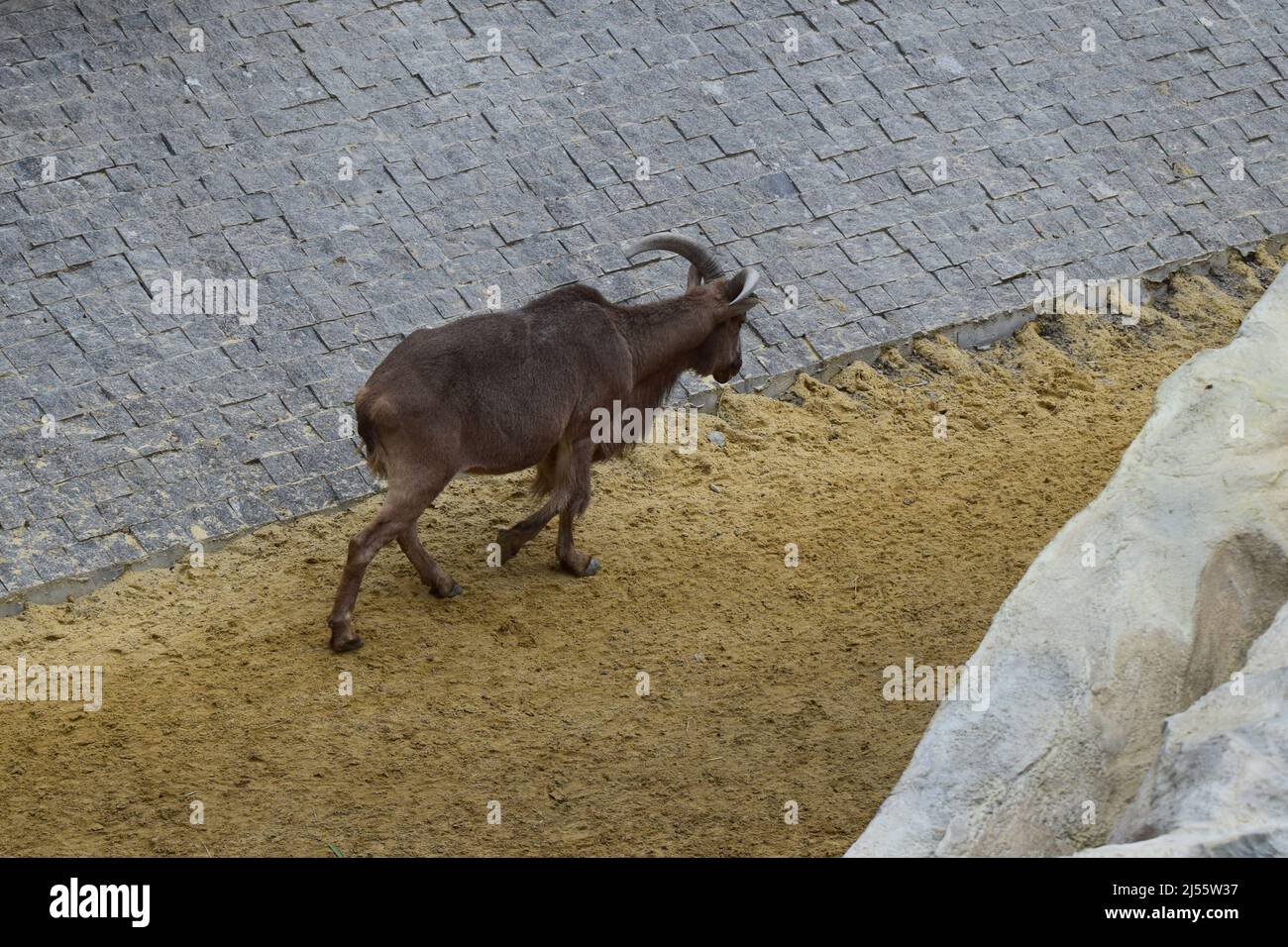 Mountain Goat in zoo. (Oreamnos americanus) in the zoo enclosure. Mammals have nails, short horns and black crooks. Stock Photo