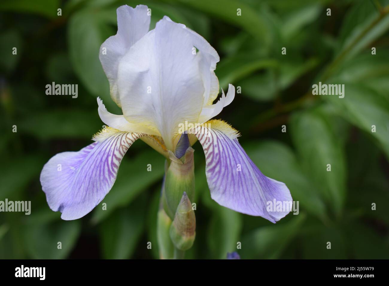 Blue Colored Iris Flower in the spring garden. Beautiful blue iris