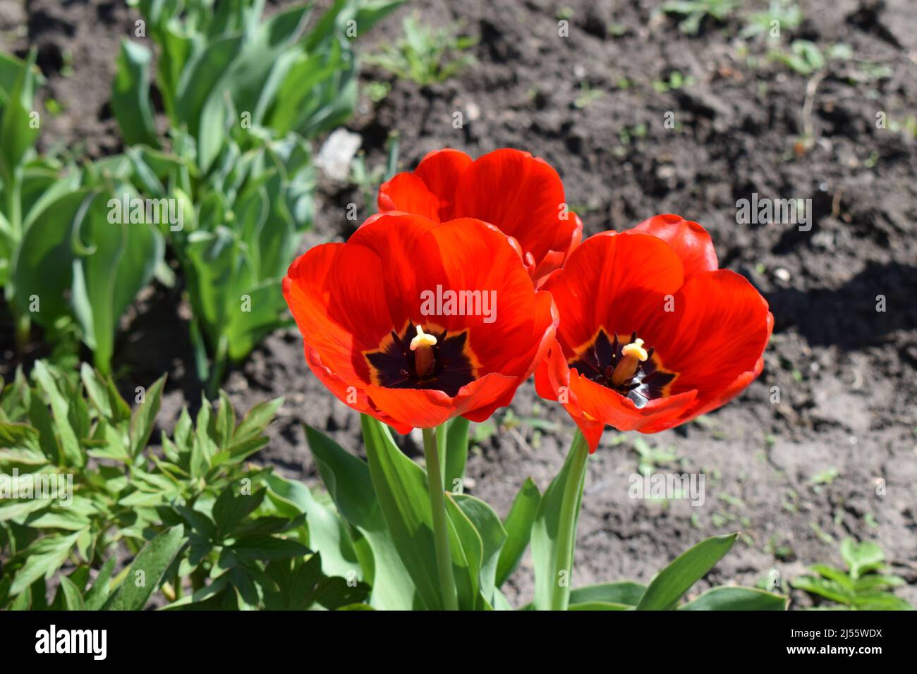 Large beautiful blossoming tulips against background of green leaves. Nature spring concept