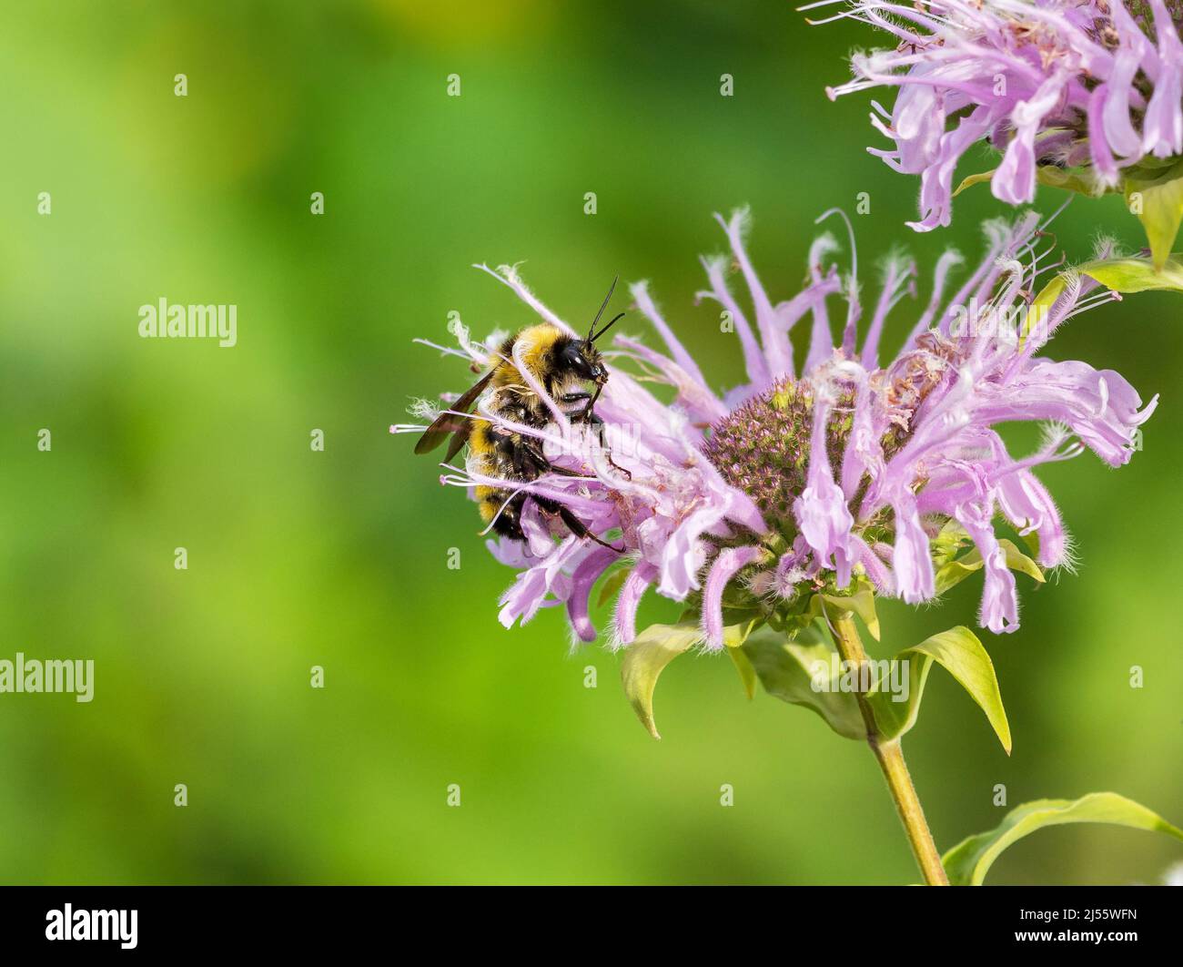 Close up of a Northern Amber Bumble Bee (Bombus borealis) moving through a light purple Bee Balm blossom. Stock Photo