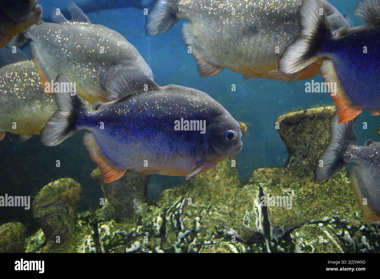 Group of red-bellied piranhas are swimming in fish tank. Red piranha (Pygocentrus nattereri), selective focus. Stock Photo