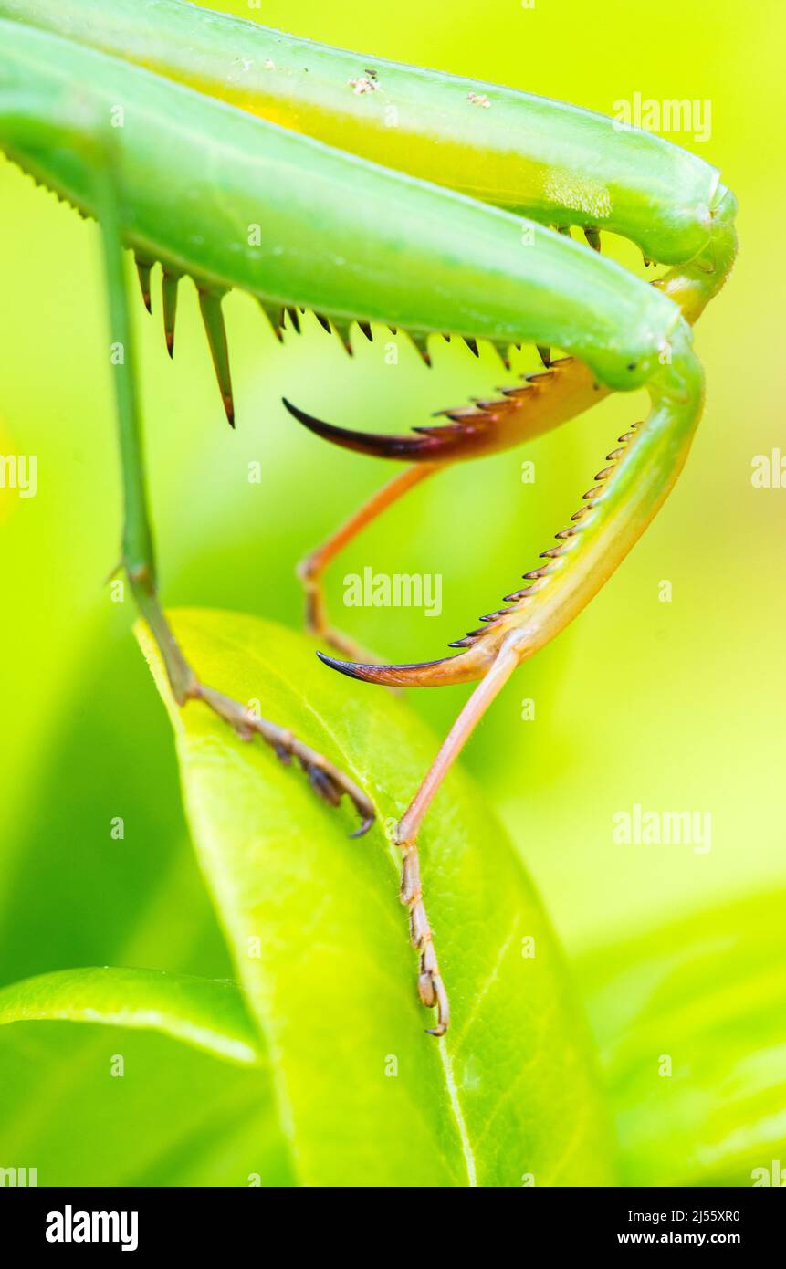 The European mantis or praying mantis (Mantis religiosa), detail of