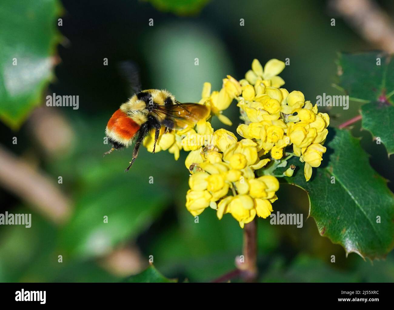 Closeup of an Orange-belted Bumblebee hovering over a flowering Oregon Grape shrub. Stock Photo