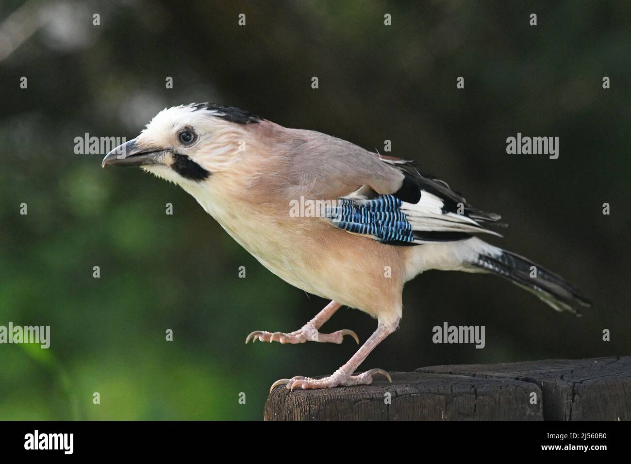 Eurasian jay feathers hi-res stock photography and images - Alamy