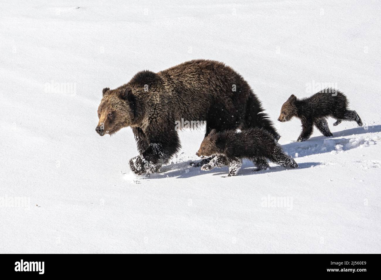Grizzly Bear with Cubs Stock Photo