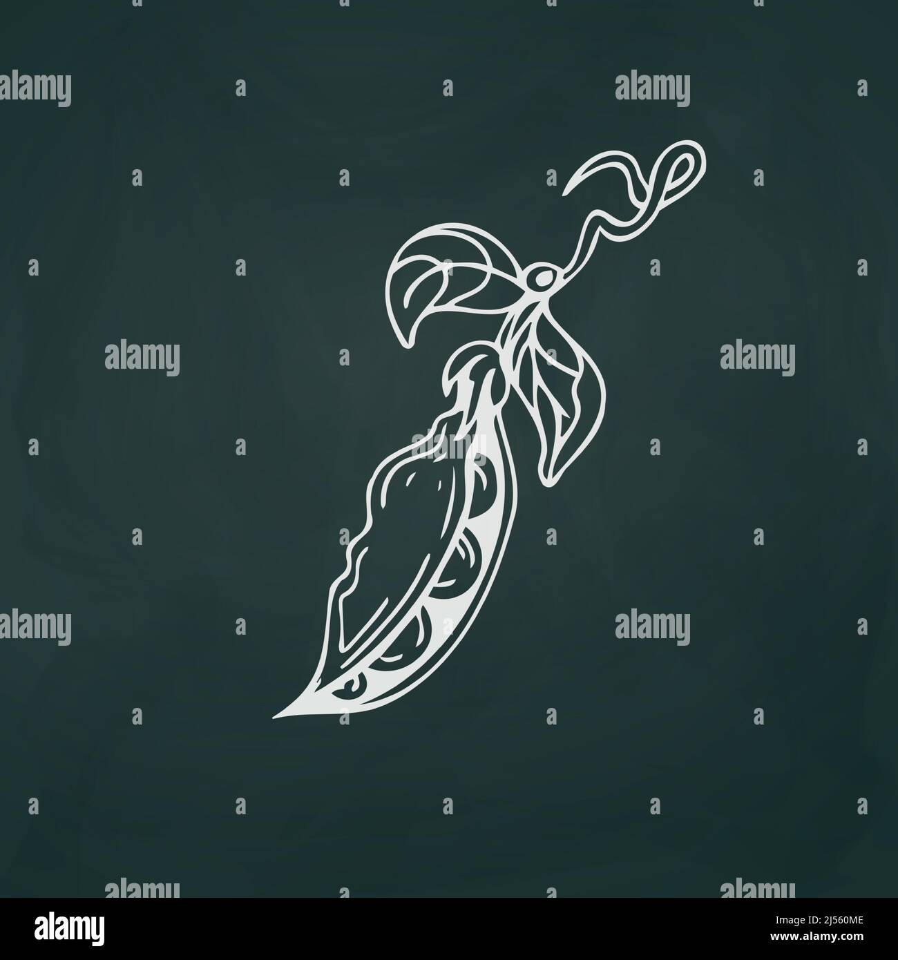 Pea pod thin white lines on a textural dark background - Vector illustration Stock Vector