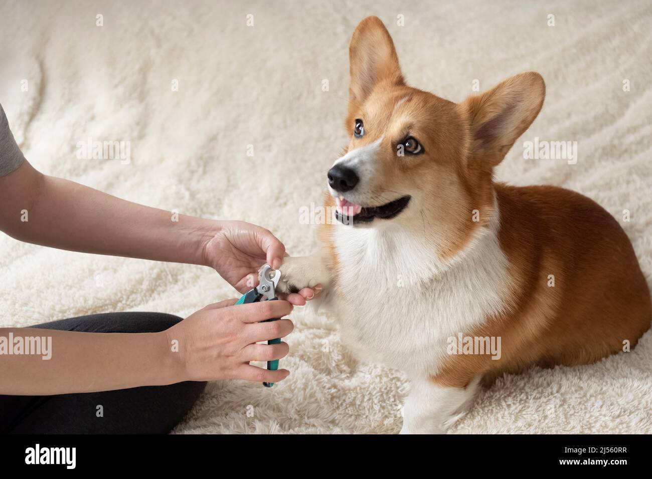 Do Dogs Have Sharp Claws