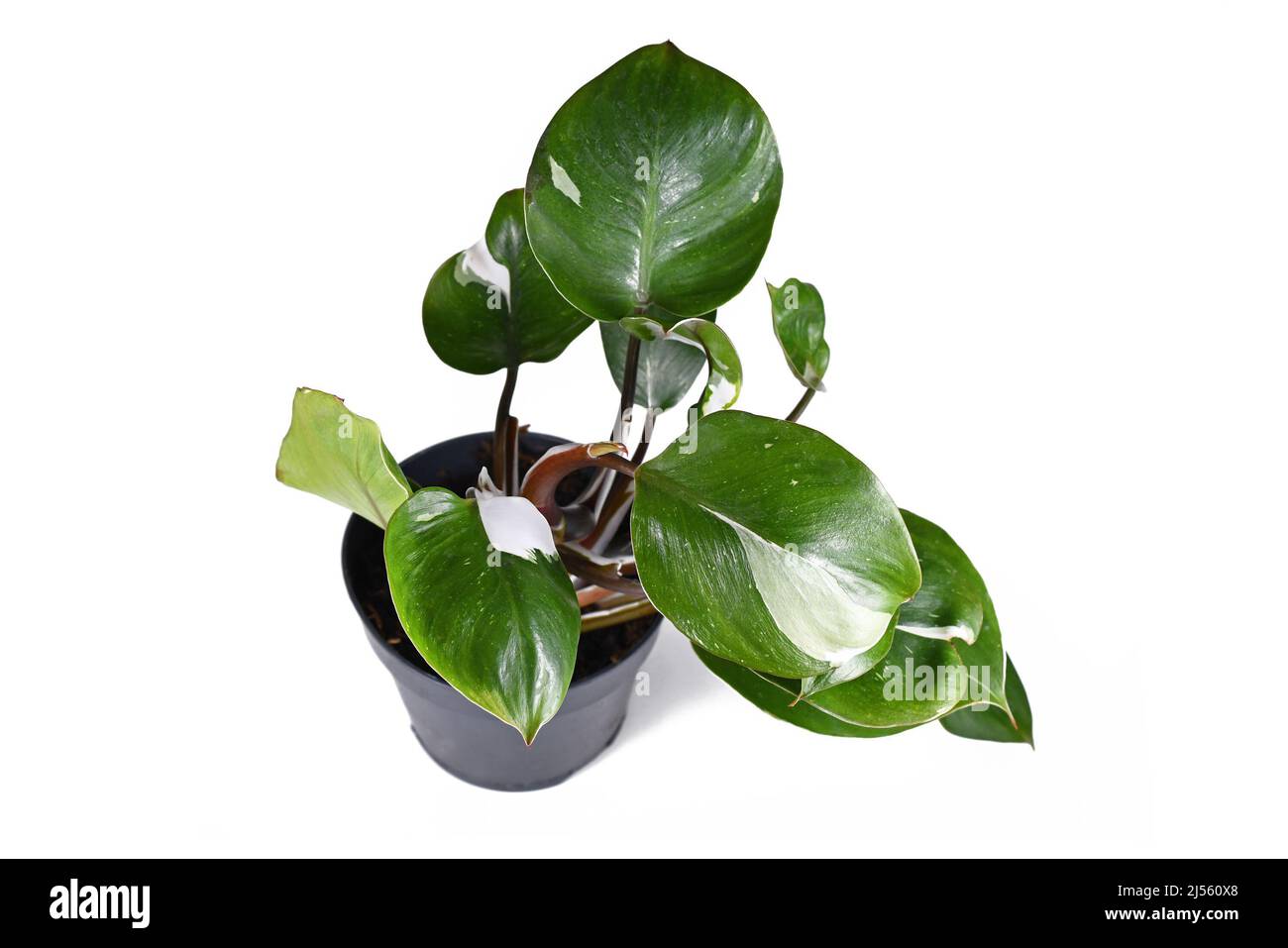 lamp and plant Circle Wall Lamp with Artificial Plant  Novus Decor
