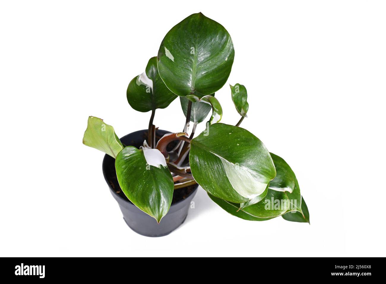 Tropical 'Philodendron White Wizard' houseplant with white variegation spots on white background Stock Photo