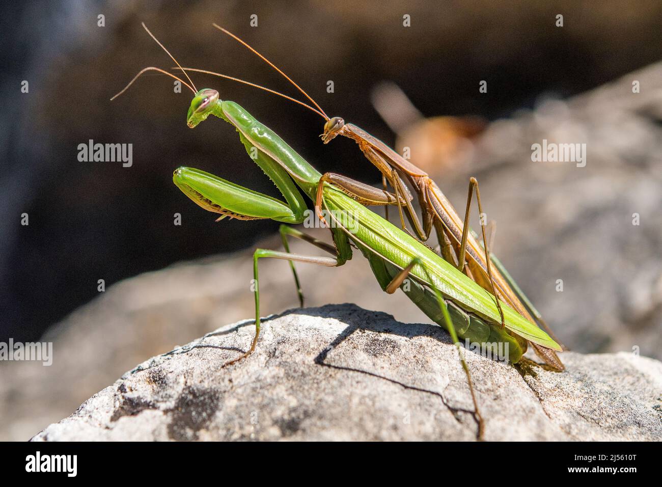 The European mantis or praying mantis (Mantis religiosa), mating between a brown male and a green female. Stock Photo