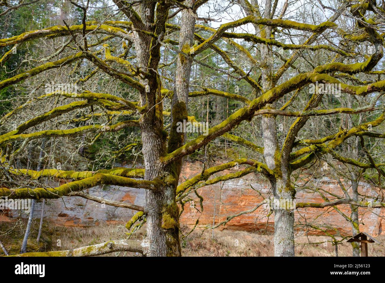 Green lichen close-up on tree branch. Plant disease. Stock Photo