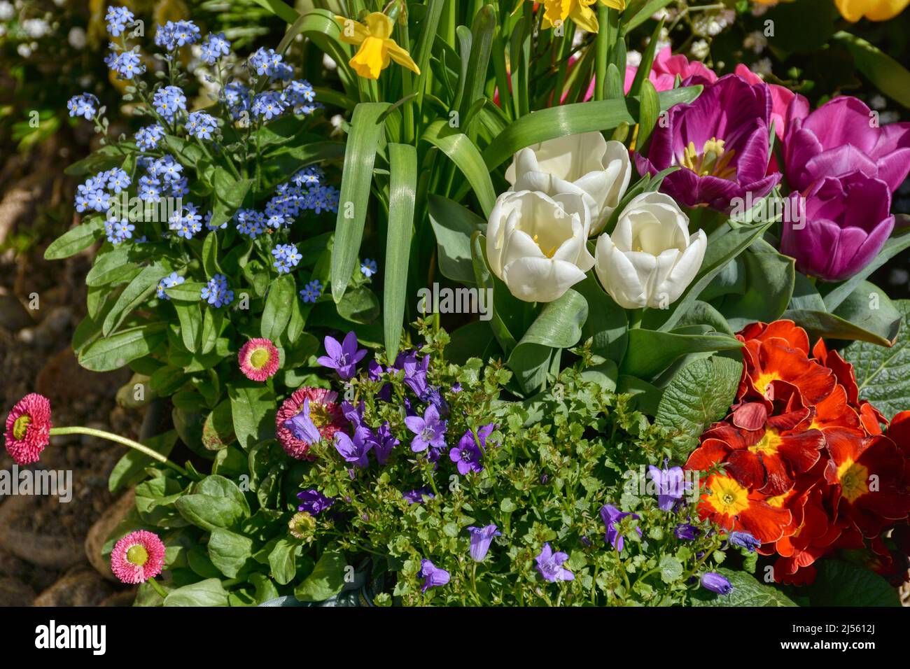 Blumen, Blumenschmuck, Frühlingsblumen, Blüten, Blütenpracht, bunt, Kelch,  Blütenkelch, Blütenblatt, Blumenstrauß, Blumenmeer, Frühling, wachsen, Früh  Stock Photo - Alamy