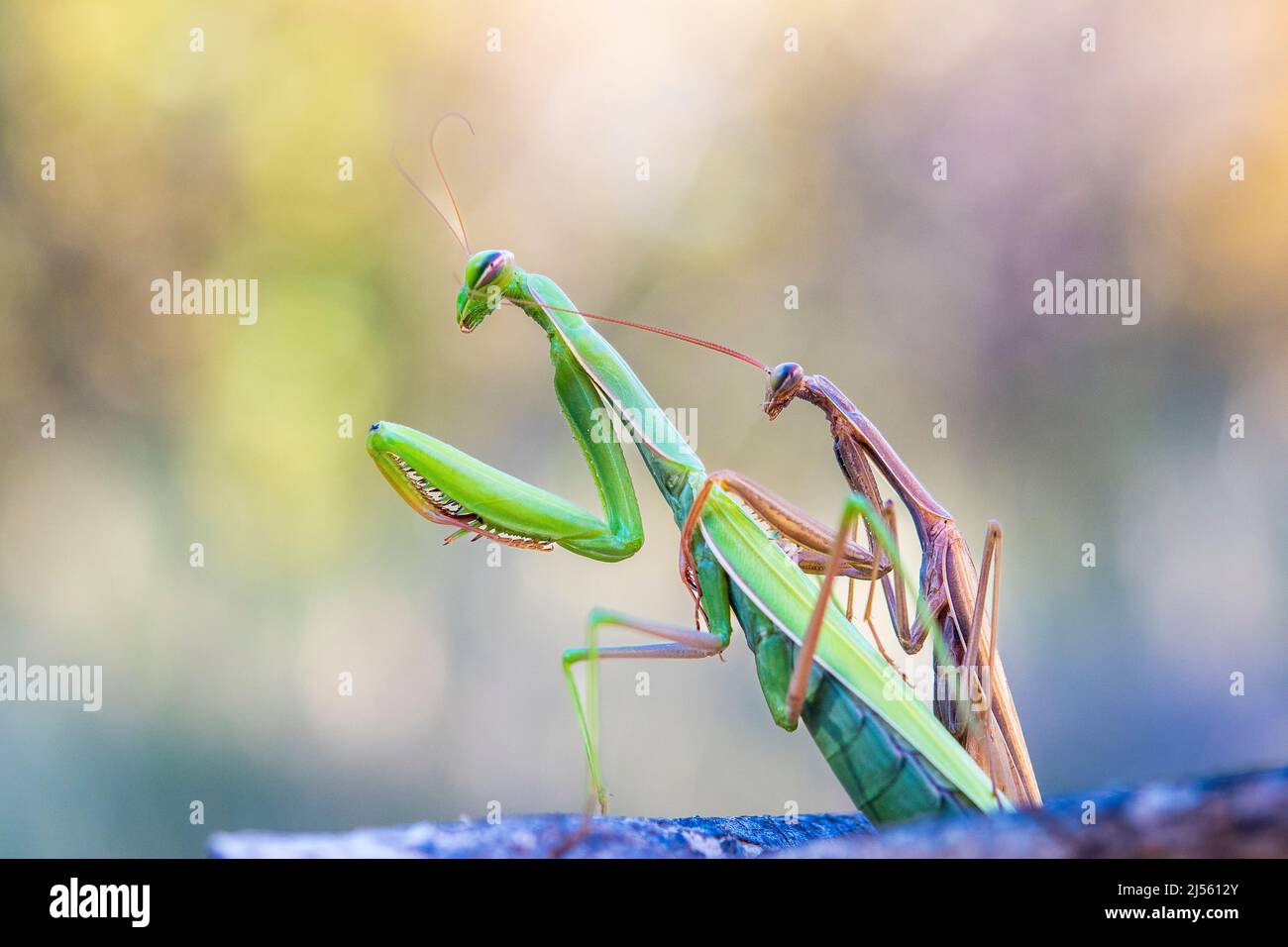 The European mantis or praying mantis (Mantis religiosa), mating between a brown male and a green female. Stock Photo