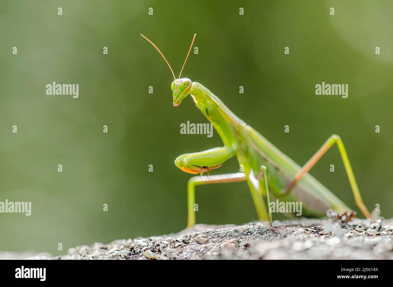 The European mantis or praying mantis (Mantis religiosa), female Stock