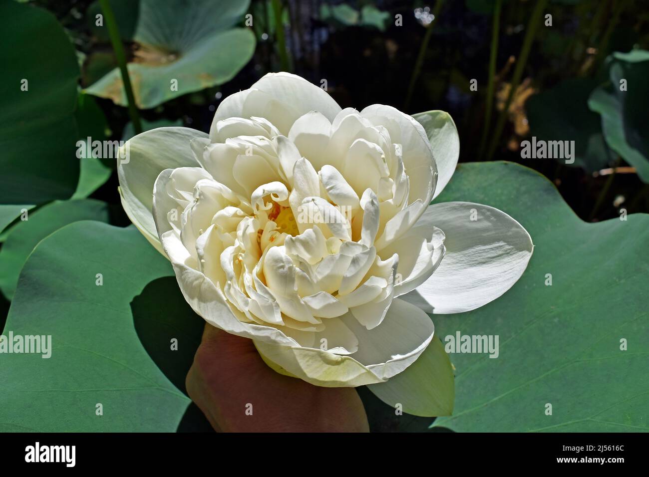 White lotus flower (Nelumbo nucifera) on hand Stock Photo