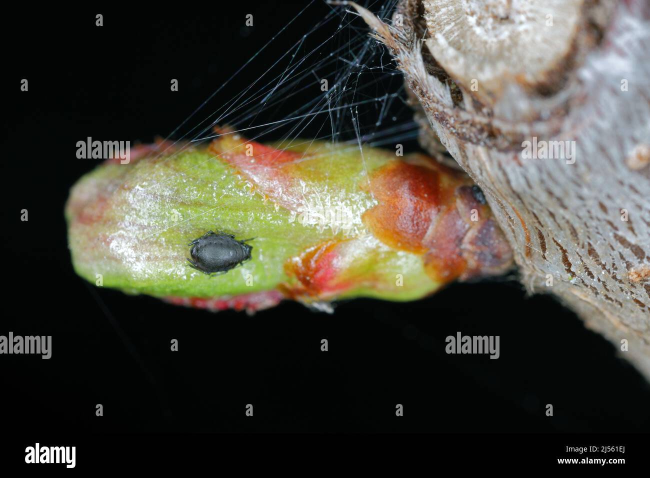 The Black Cherry Aphid or cherry blackfly (Myzus cerasi) on cherry buds ...
