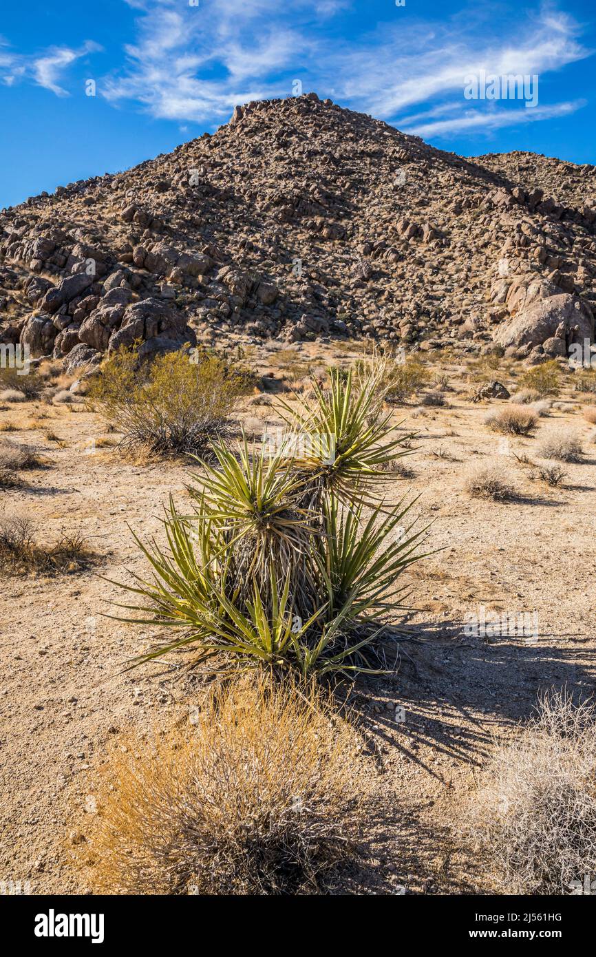 Mojave yucca below a rocky hill in Joshua Tree National Park near the Indian Cove entrance, California, USA Stock Photo