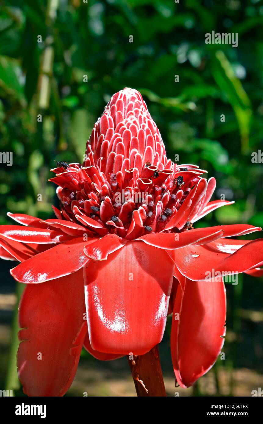 Red torch ginger flower (Etlingera elatior) Stock Photo