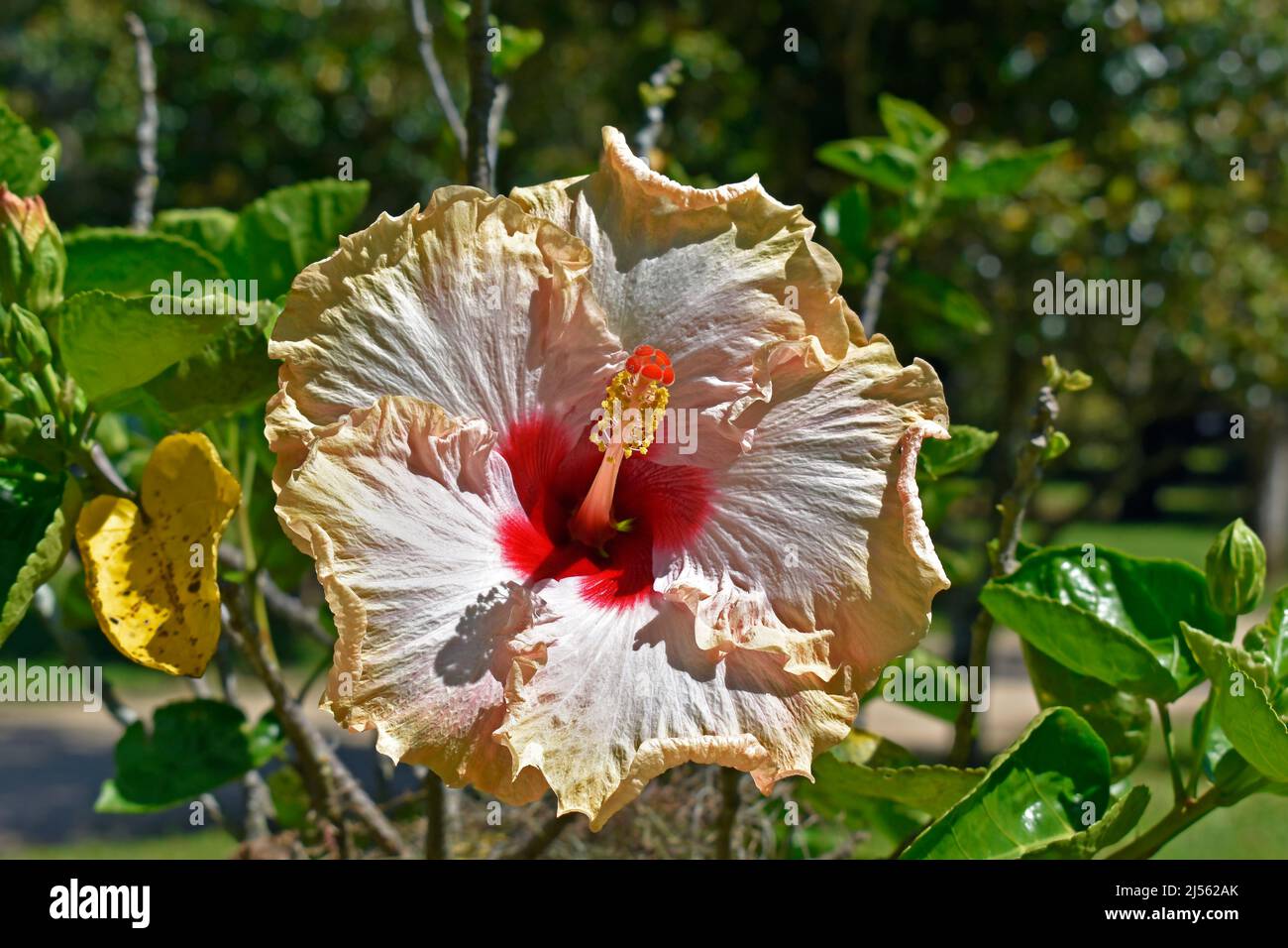 HIBISCUS main image 0