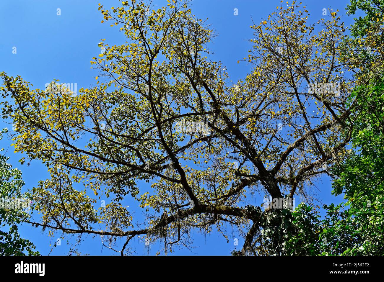 Tree with yellow leaves in tropical rainforest, Rio, Brazil Stock Photo