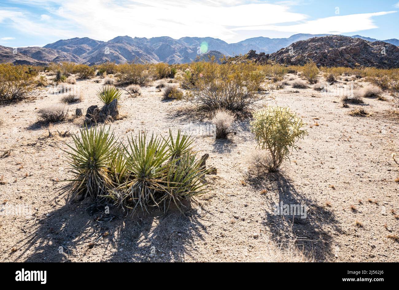 Mojave Yucca and other desert plants in Joshua Tree National Park near the Indian Cove entrance, California, USA Stock Photo