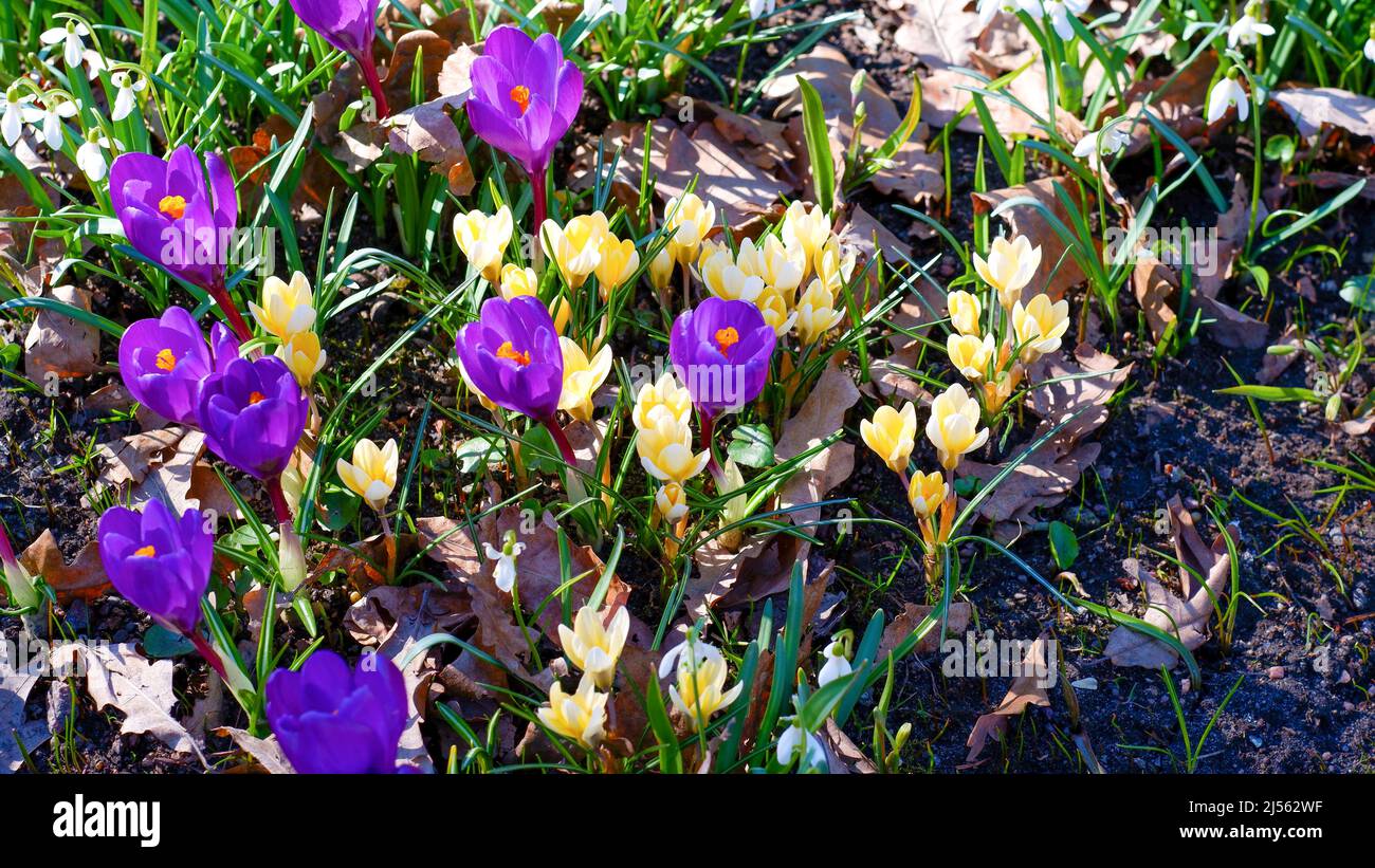 In early spring, the first flowers bloomed in the garden. Glade of blooming purple and yellow crocuses. Sunny spring day. Stock Photo