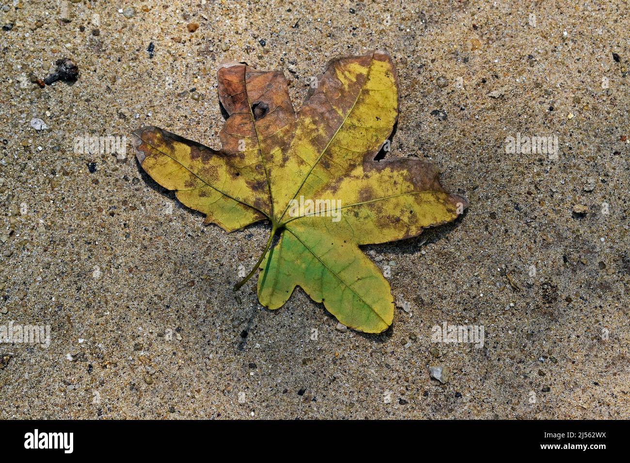Fallen yellow tree leaf on soil Stock Photo